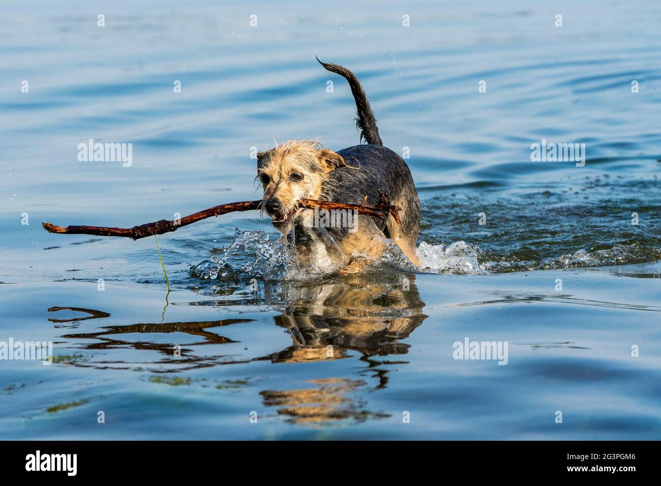 Hund spielt mit Stock im Wasser Stock Photo - Alamy