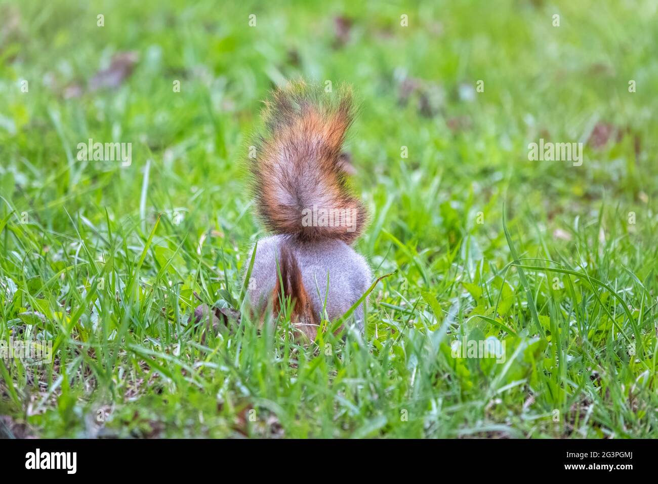Sciurus vulgaris hides nuts hires stock photography and images Alamy