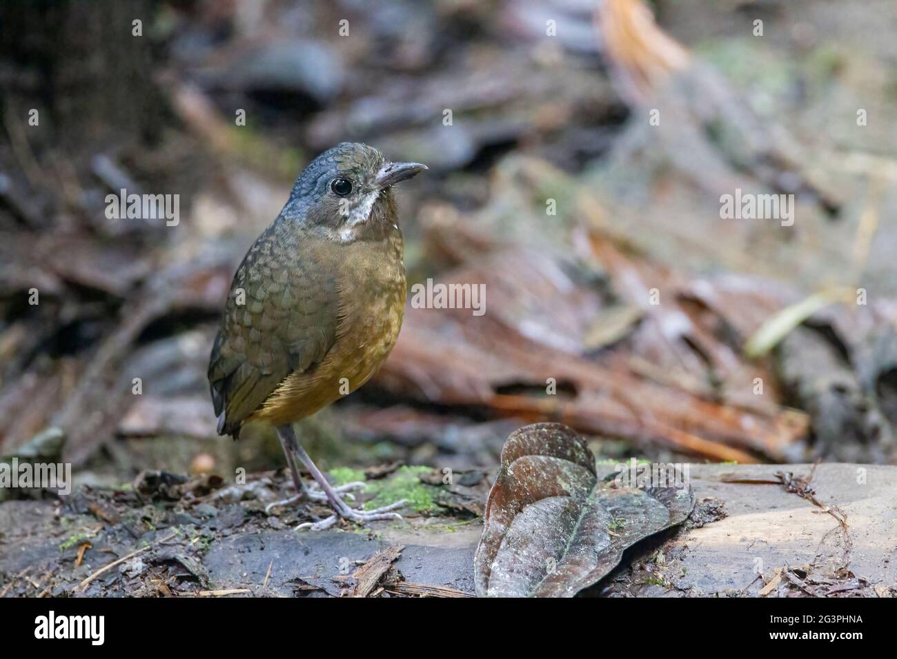 moustached antpitta, Grallaria alleni, single adult standing in leaf litter on rainforest floor, Ecuador, South America Stock Photo