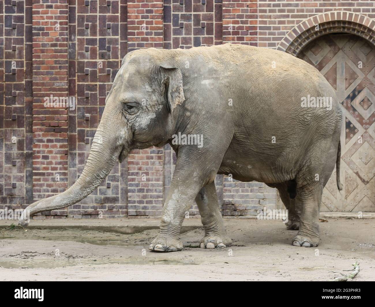 Asian elephant in Ganesha Mandir Elephant Temple from Leipzig Zoo Stock Photo