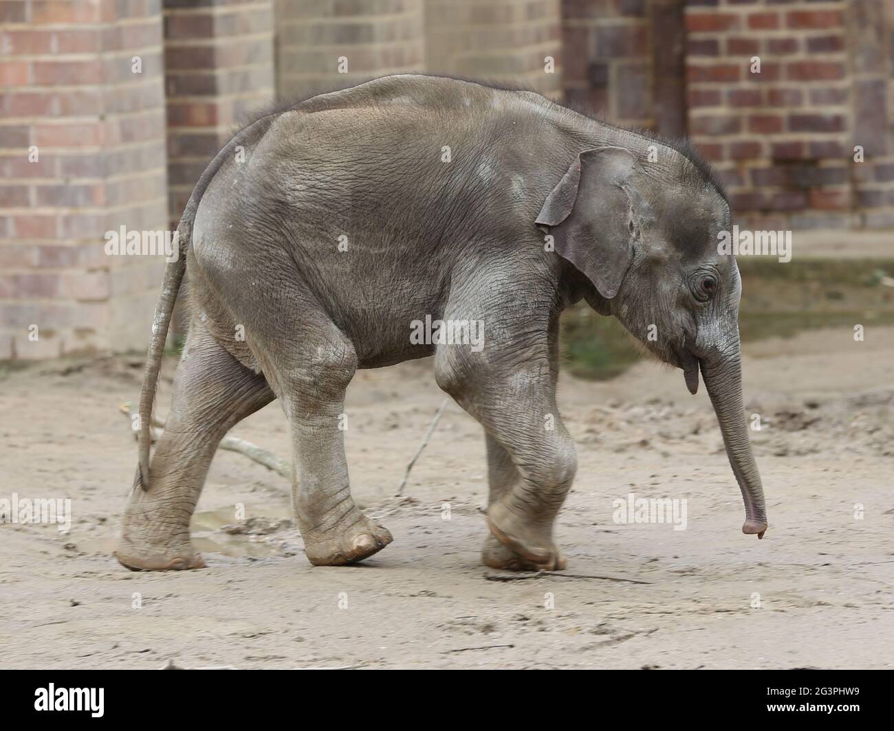 Asian baby elephant Kiran in the elephant temple Ganesha Mandir from ZOO Leipzig Stock Photo