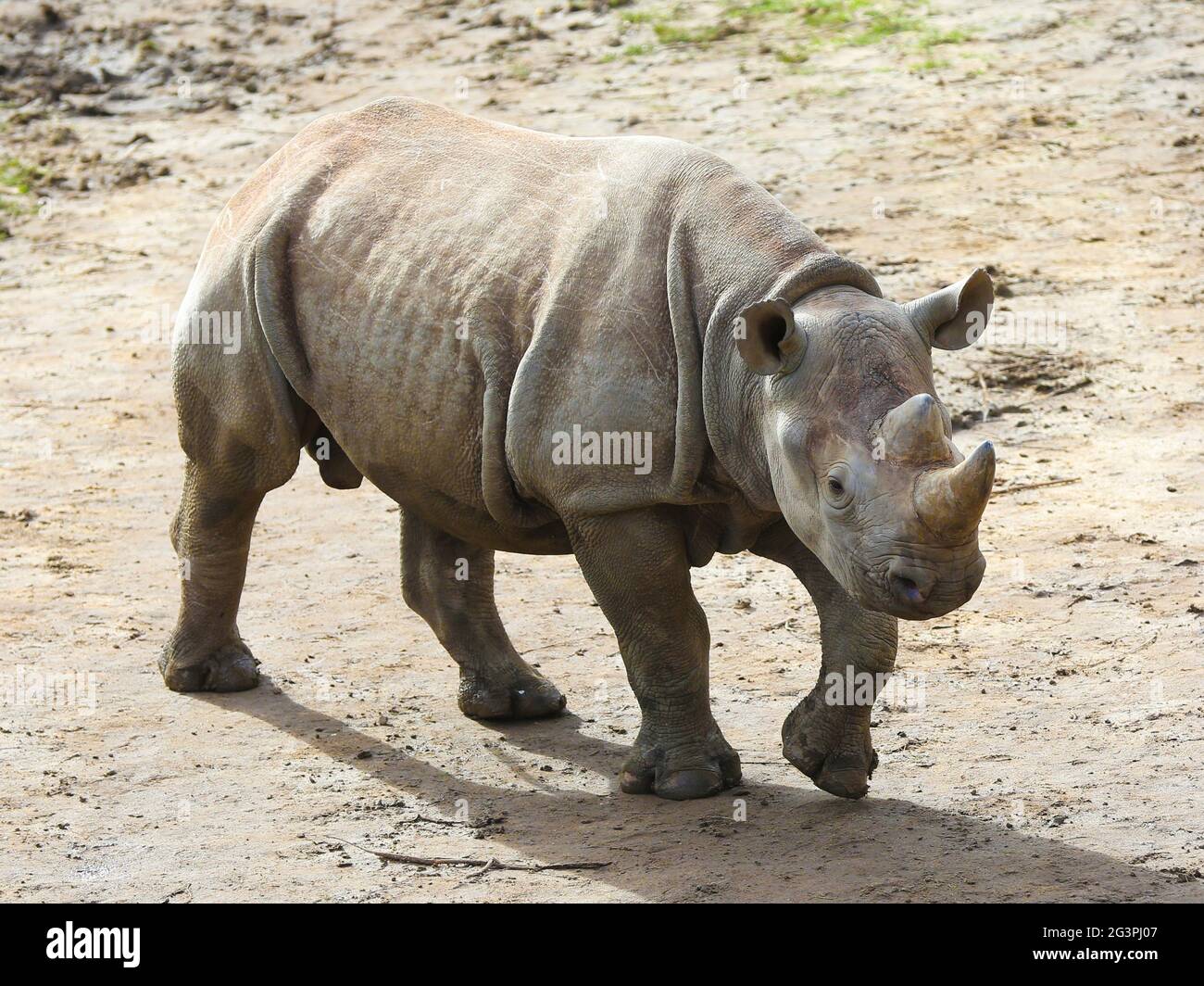 East African black rhinoceros offspring Sudan in Kiwara-Kopje from ZOO Leipzig Stock Photo