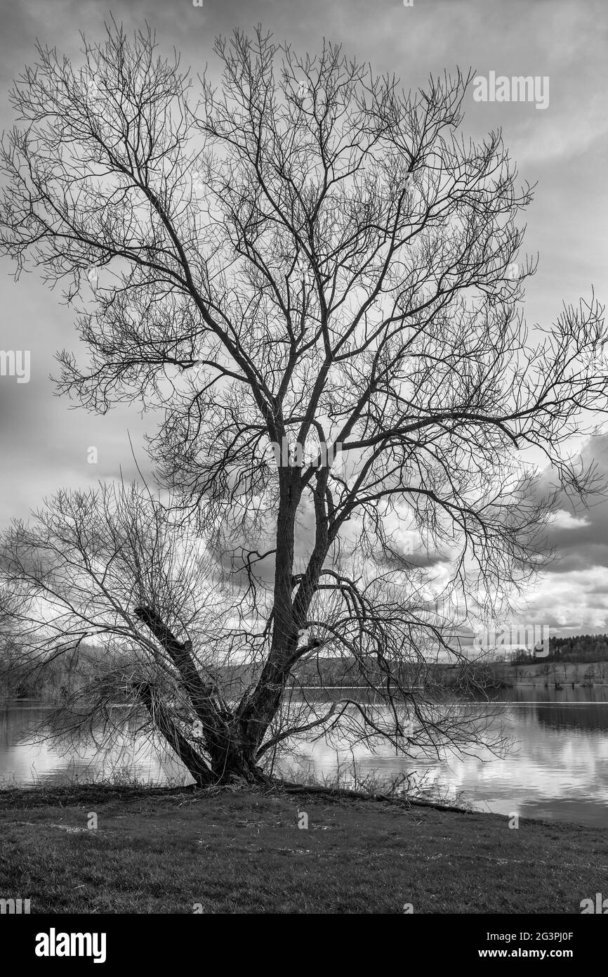 The tree by the lake Stock Photo