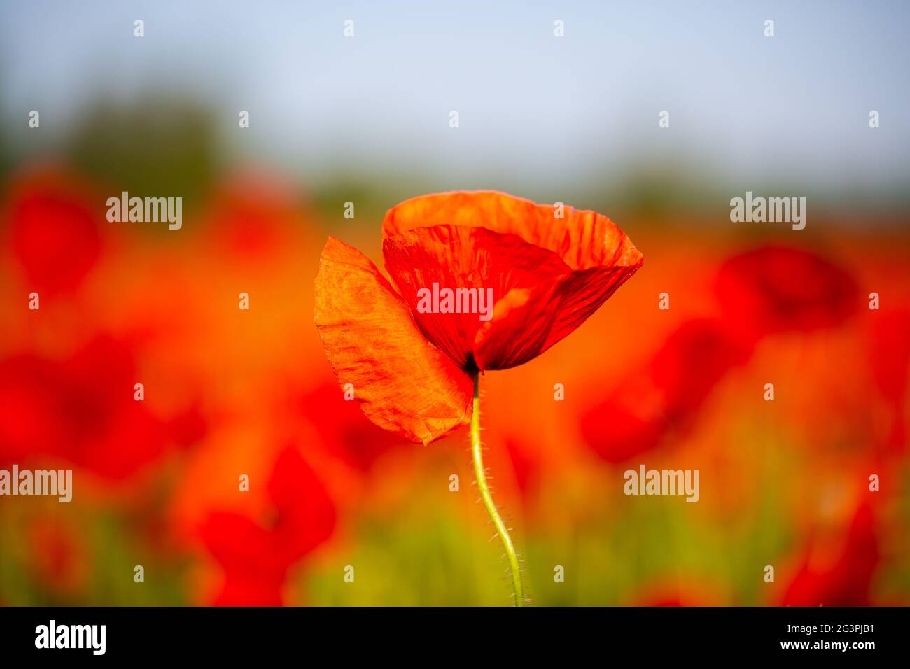 Poppy field with blue sky Stock Photo - Alamy