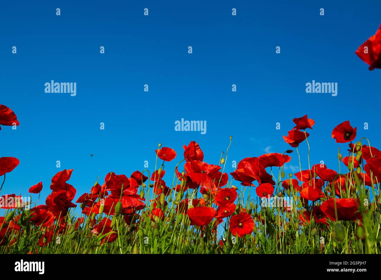 Poppy field with blue sky Stock Photo - Alamy