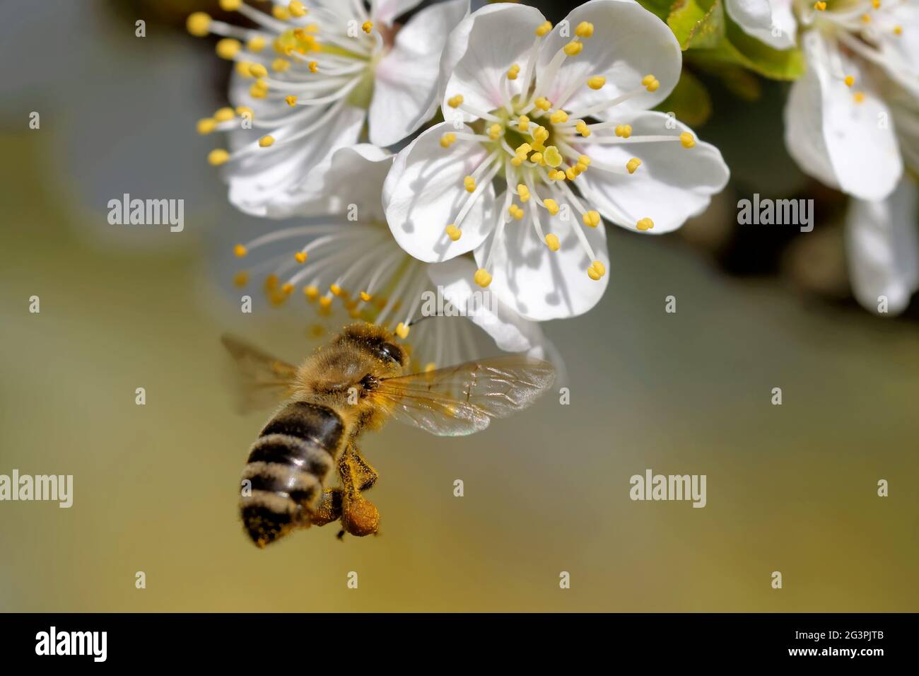 Bee pollinating a flower Stock Photo