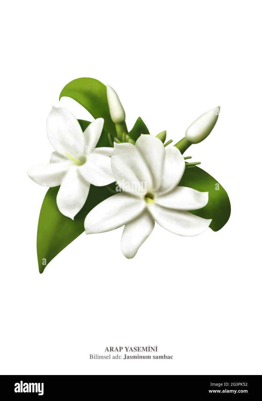 Jasminum sambac (Arabian jasmine or Sambac jasmine)[ is a species of jasmine native to tropical Asia, from the Indian subcontinent to Southeast Asia Stock Photo