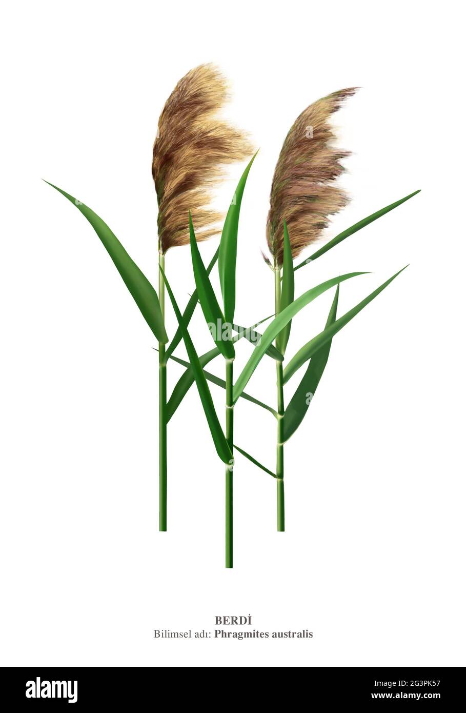 Phragmites australis, known as common reed, is a broadly distributed wetland grass growing nearly 20 ft (6 m) tall Stock Photo