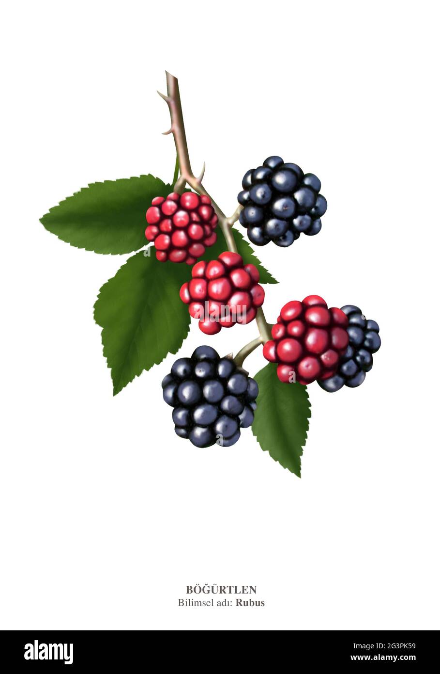 Rubus is a large and diverse genus of flowering plants in the rose family, Rosaceae, subfamily Rosoideae. Raspberries, blackberries, and dewberries Stock Photo