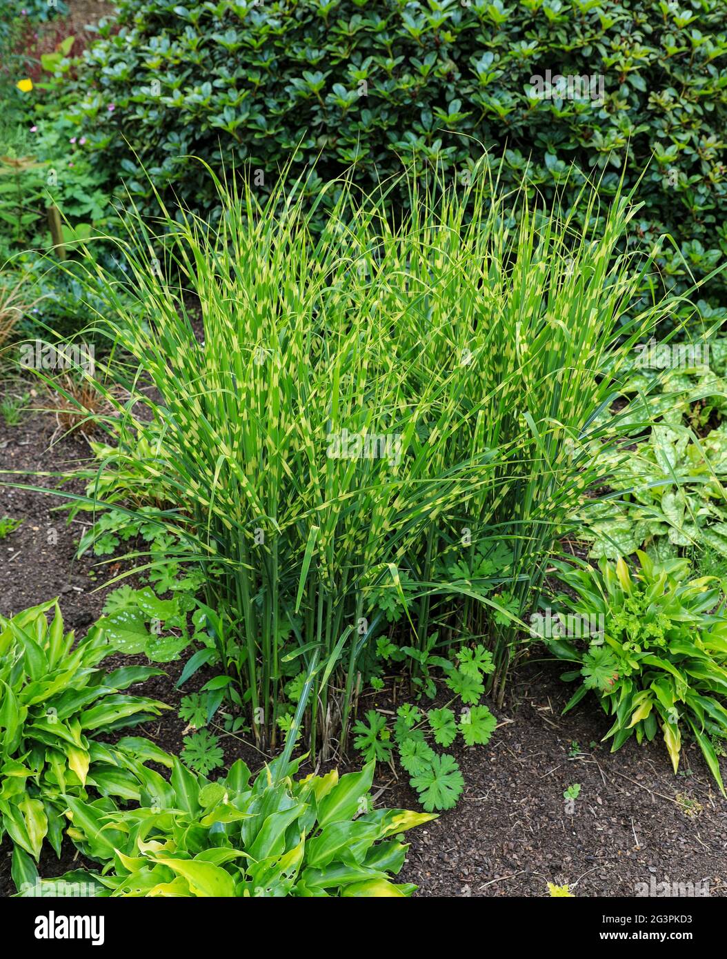 Miscanthus sinesis gold bar hi-res stock photography and images - Alamy