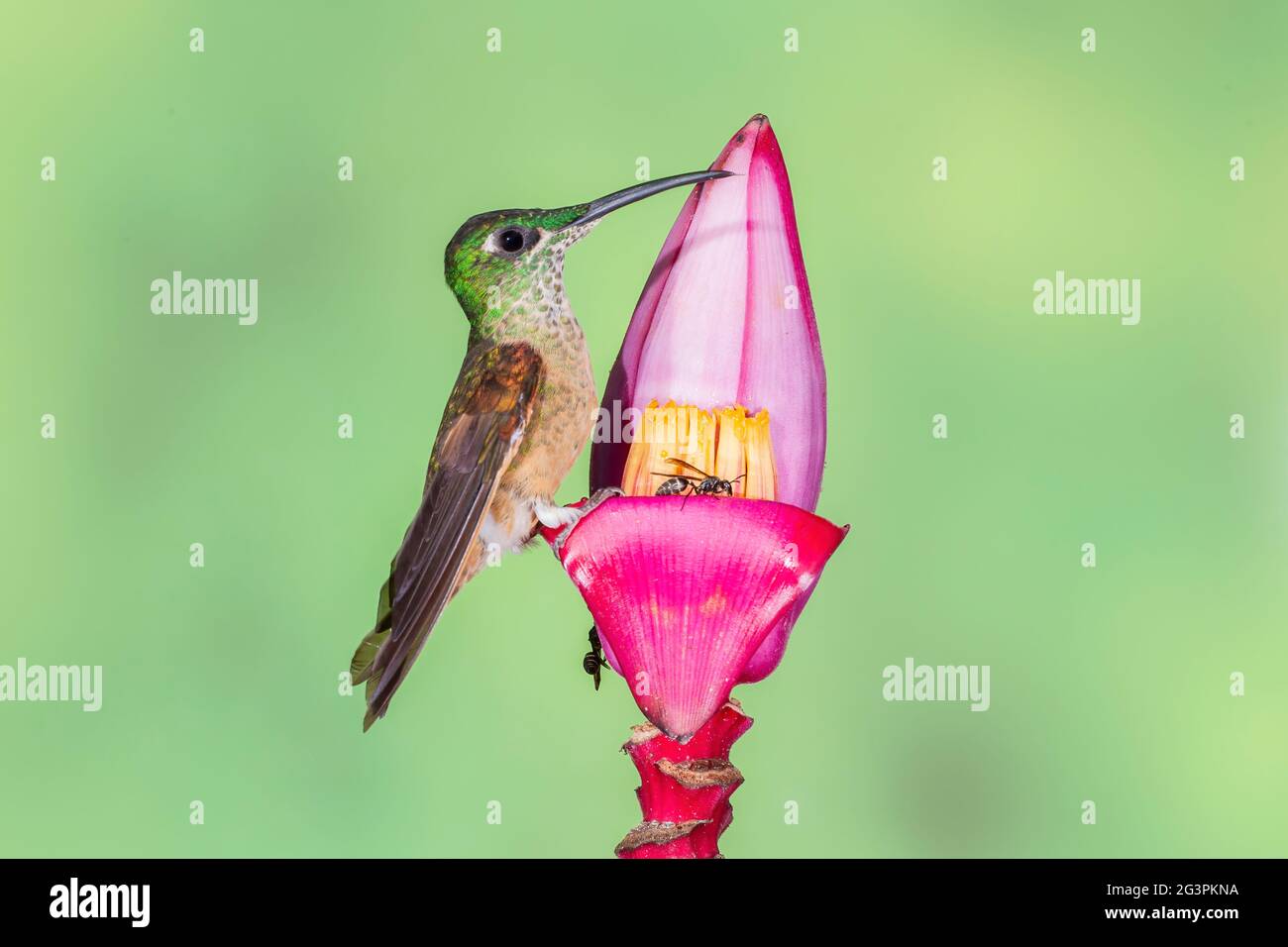 many-spotted hummingbird, Taphrospilus hypostictus, single adult feeding on nectar of tropical flower, Ecuador, South America Stock Photo
