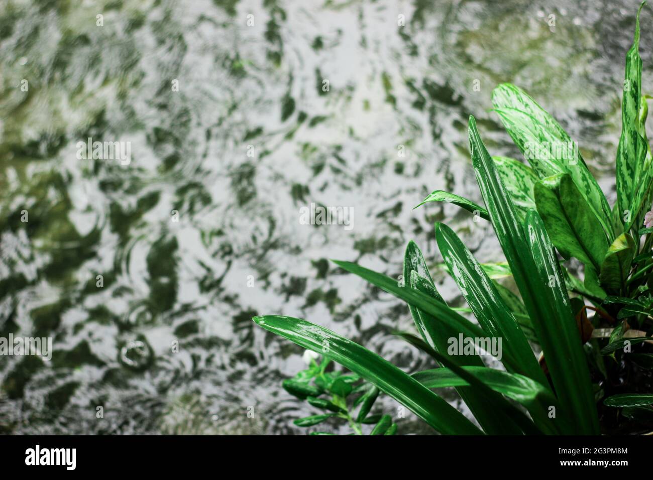 Plant takinng bath in rain water Stock Photo Alamy