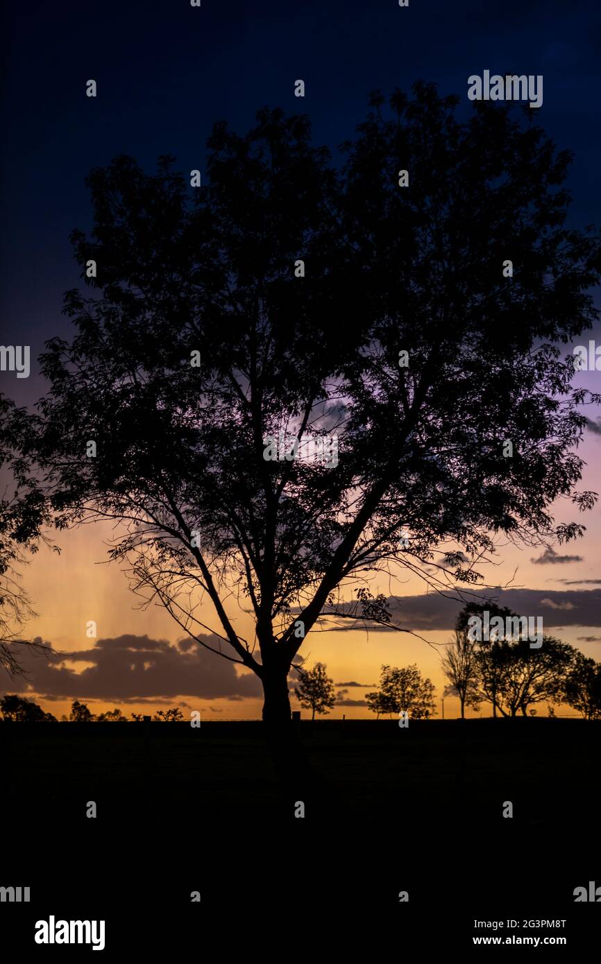 Big tree silhouette at sunset. Springtime scenery of Jalisco, Mexico Stock Photo