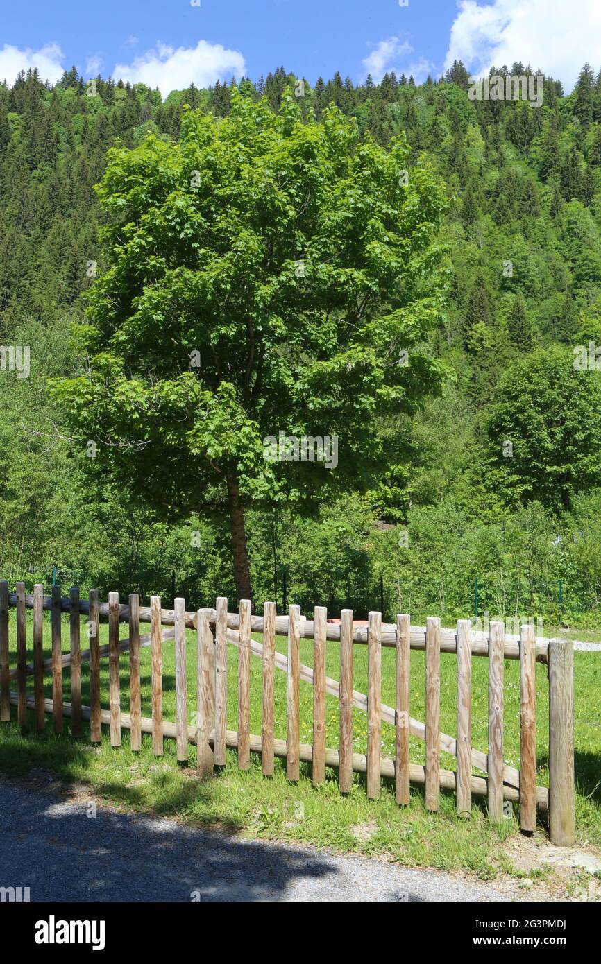 Barrière en bois séparant un chemin de randonnée et la forêt. Les Contamines-Montjoie. Haute-Savoie. Auvergne-Rhône-Alpes. France. Stock Photo
