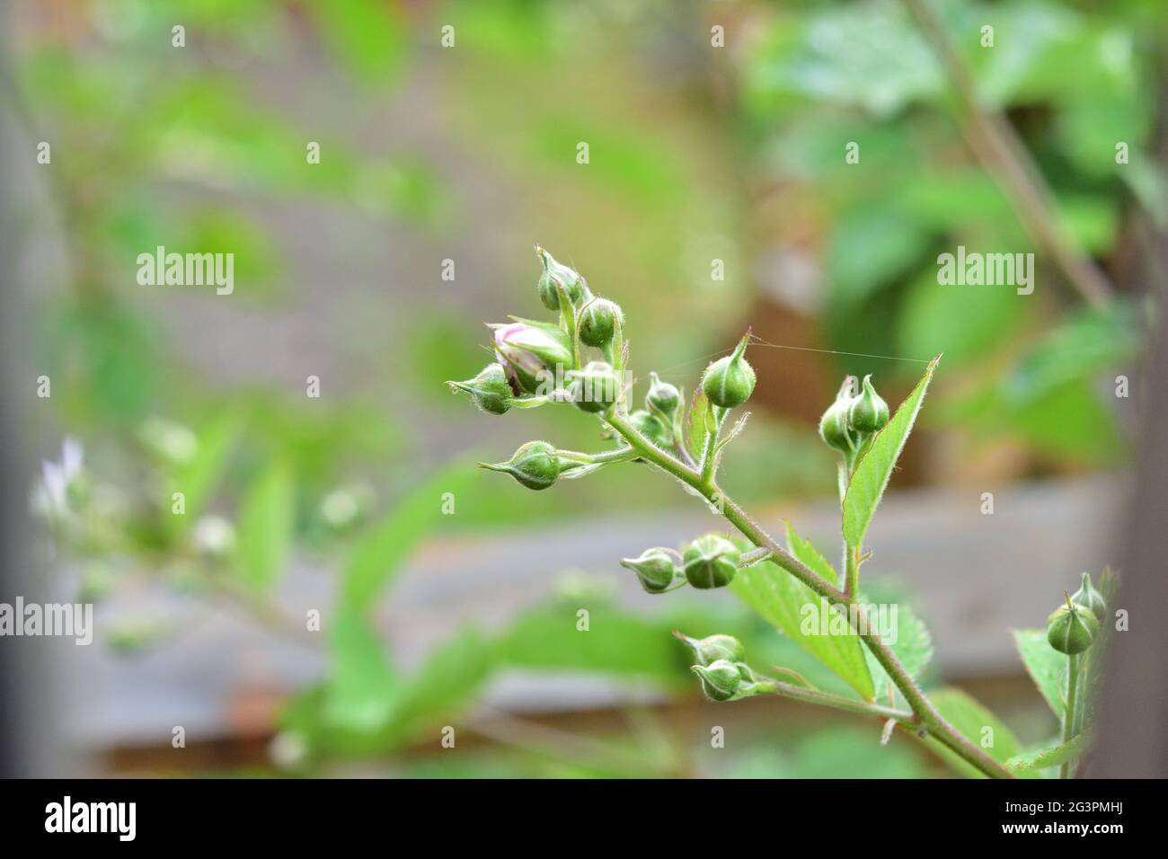 Ants and aphids on blackberry flowers and buds. Summer. Stock Photo