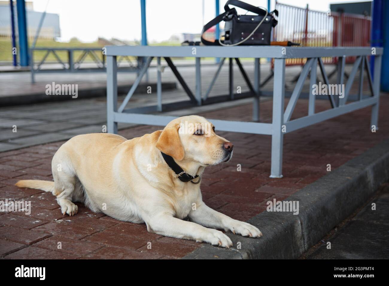 The golden retriever customs dog Stock Photo