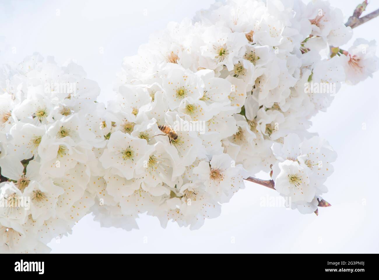 Branch with cherry blossoms hi-res stock photography and images - Alamy