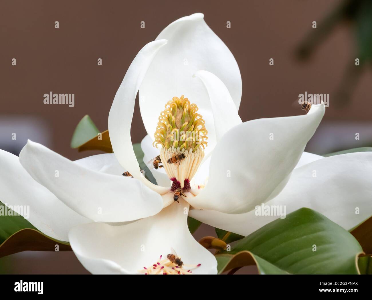 white magnolia tree blossom closeup with bees springtime pollination Stock Photo
