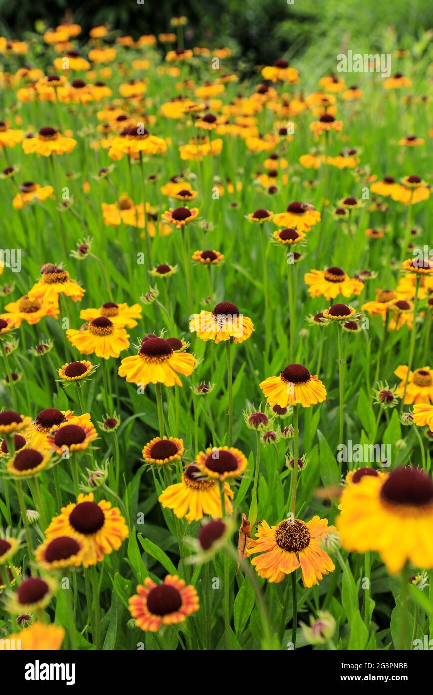 Bright yellow Helenium 'Wyndley' flowers Stock Photo