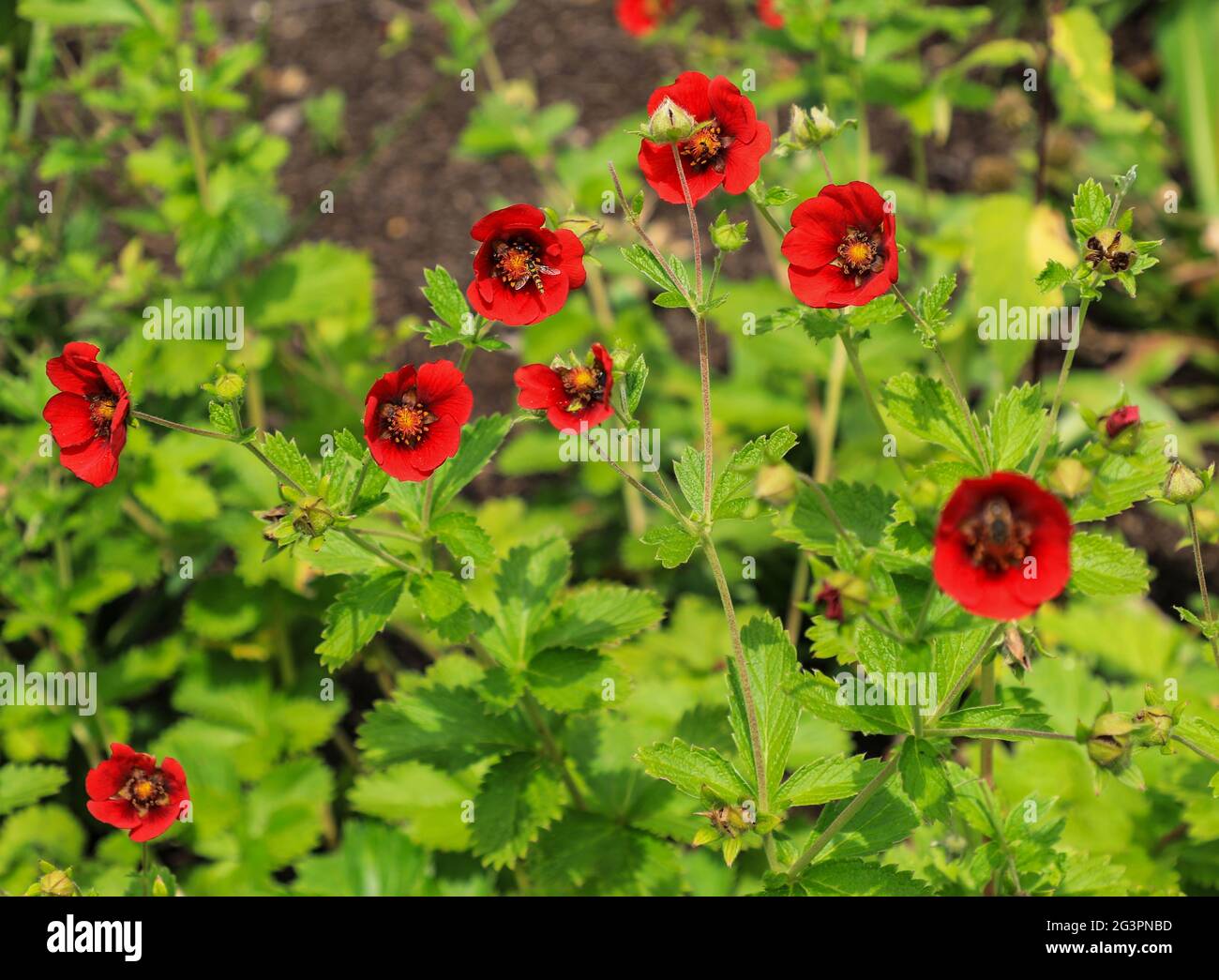 The red flowers of a Potentilla 'Flamenco' Stock Photo
