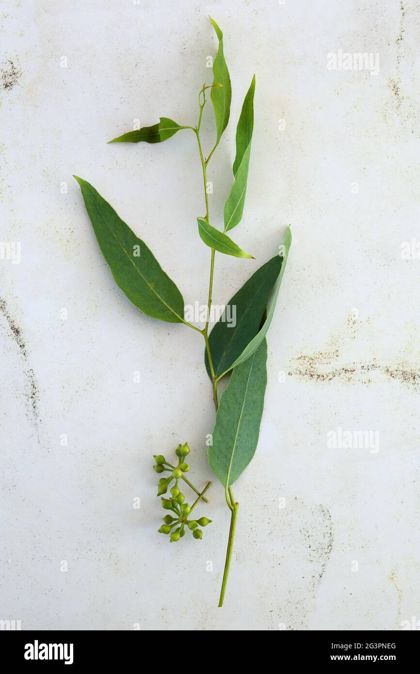 Natual organic eucalyptus. Cosmetic ingredient. Stock Photo