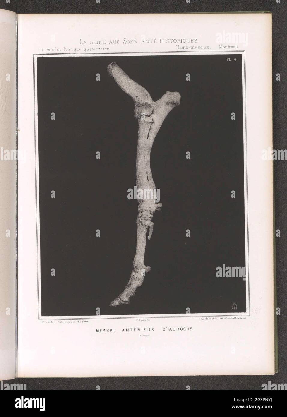 The aurochs skeleton hi-res stock photography and images - Alamy, image size:956x1390