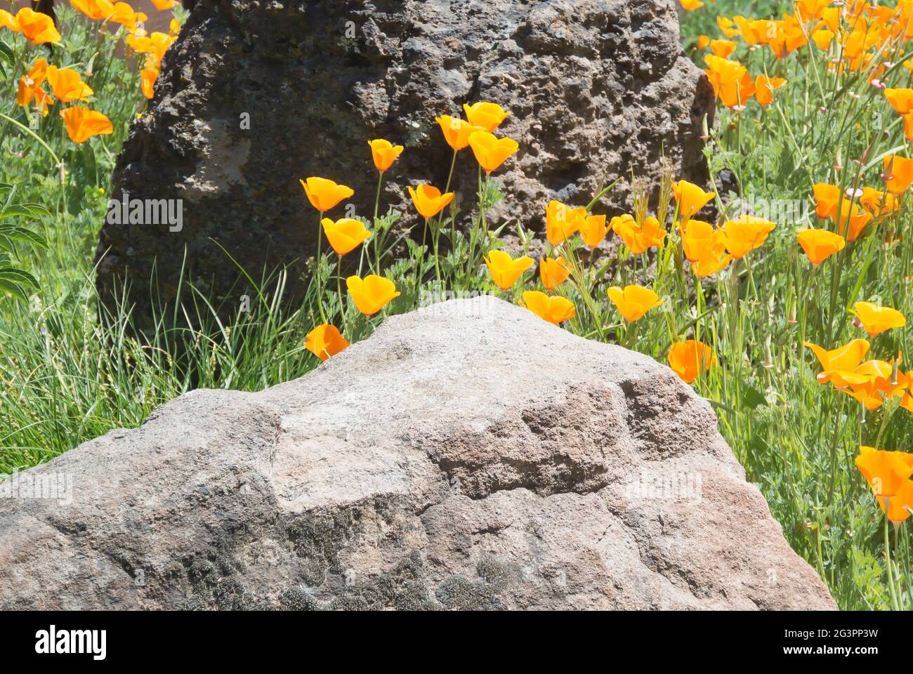 California Poppies in Decorative Garden Stock Photo