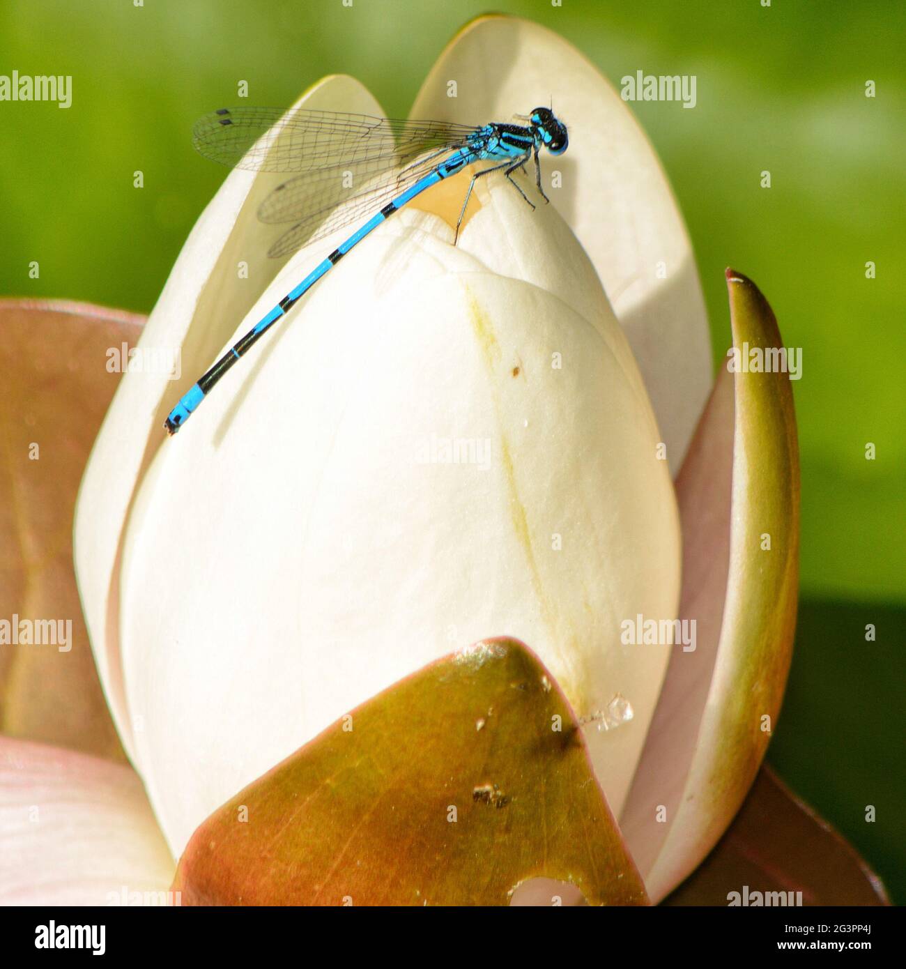Damselfly on the Flower Stock Photo - Alamy
