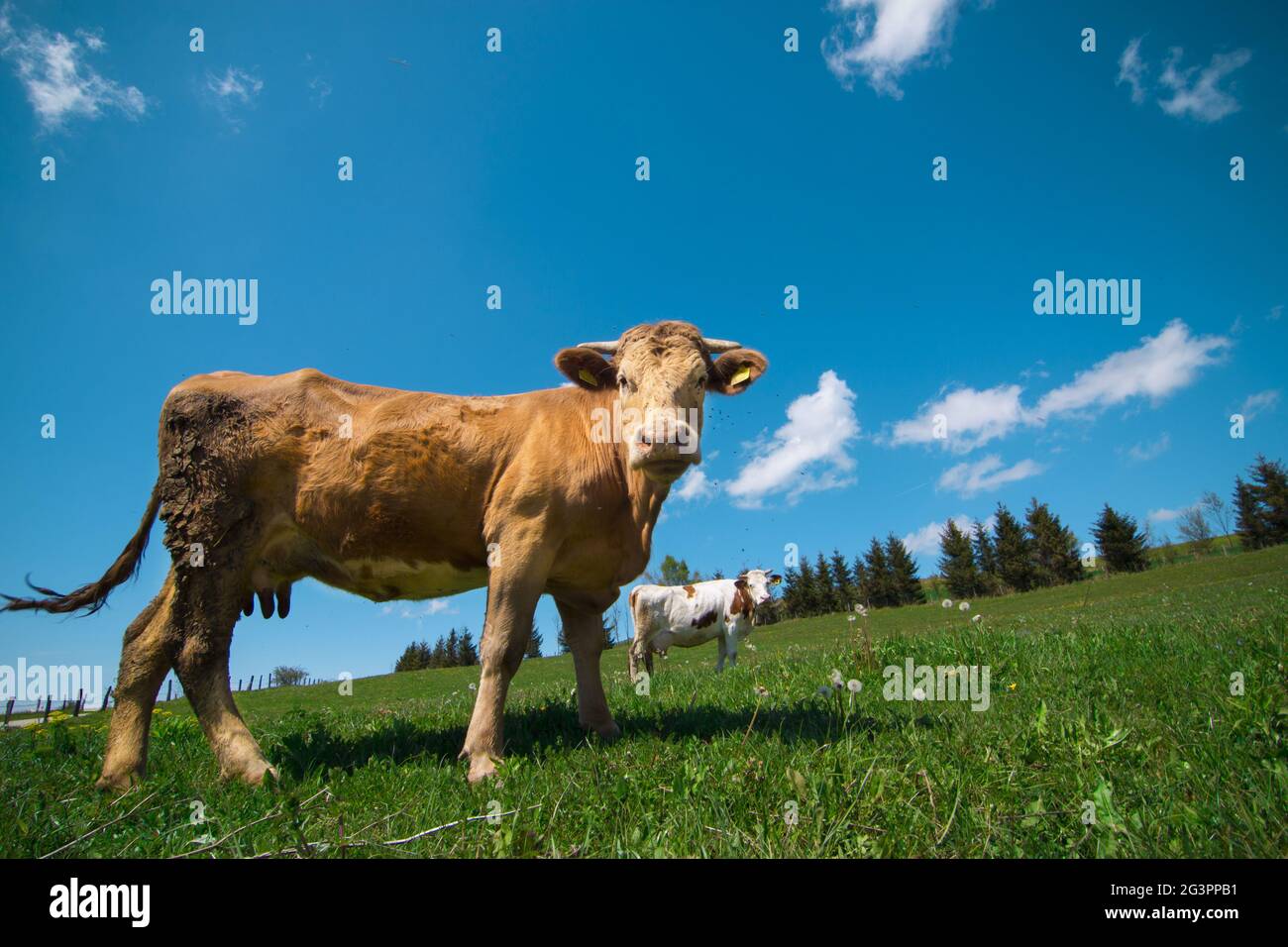 Herd of cows grazing on the pasture under a cloudy sky Stock Photo - Alamy