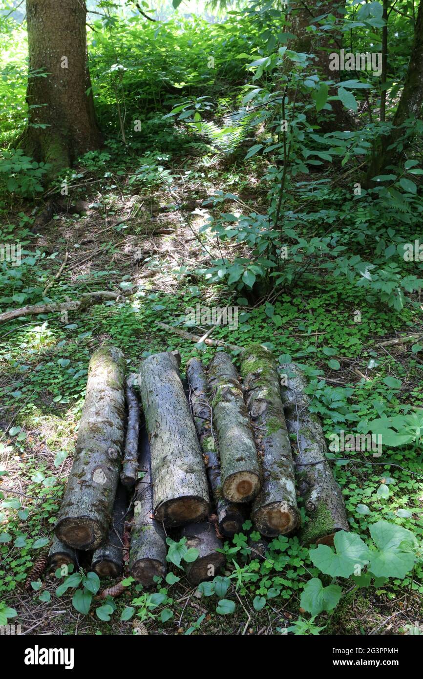 Bois coupés dans une forêt. Les Contamines-Montjoie. Haute-Savoie. Auvergne-Rhône-Alpes. France. Stock Photo