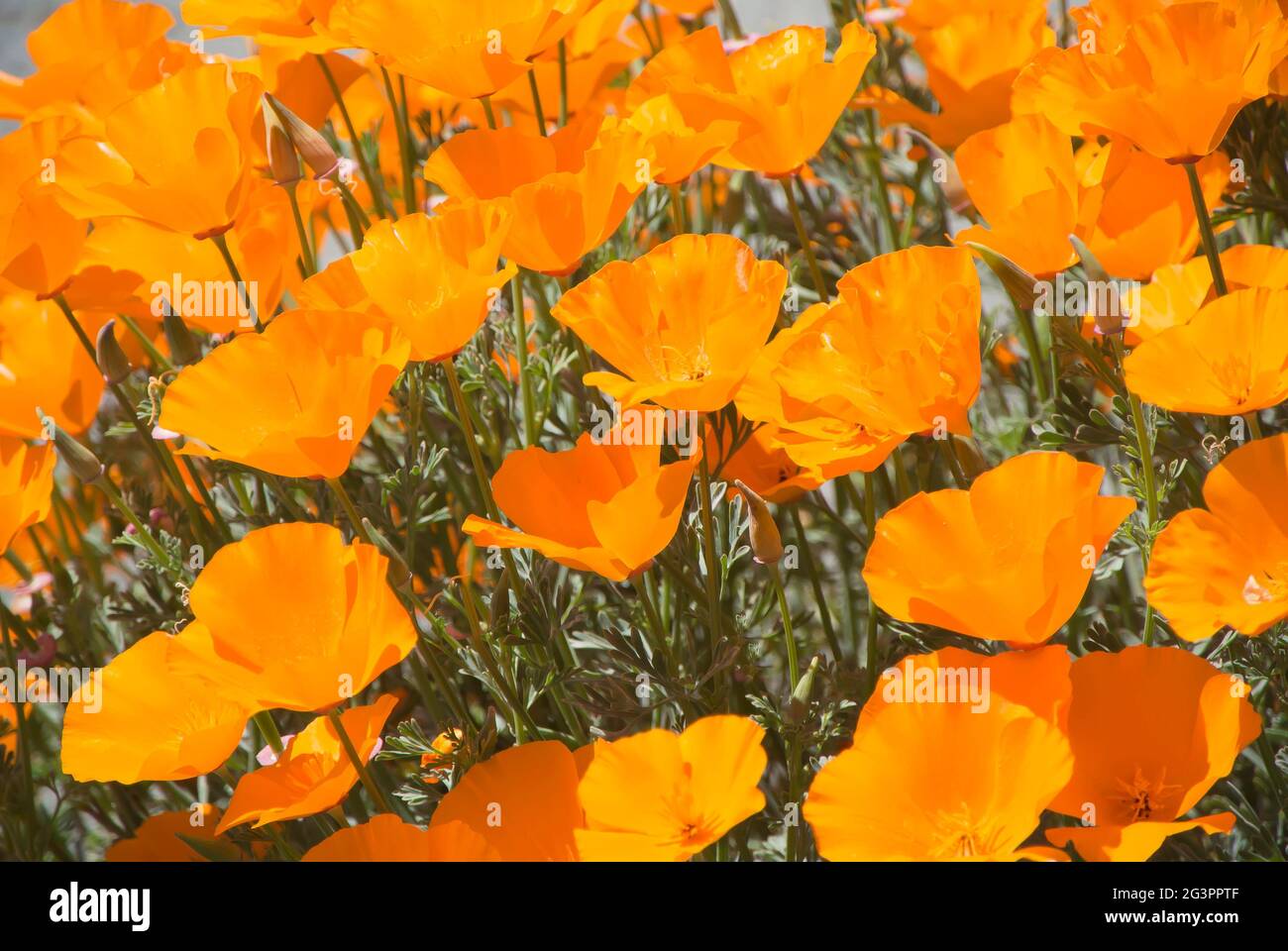California Poppies in Full Bloom Stock Photo Alamy