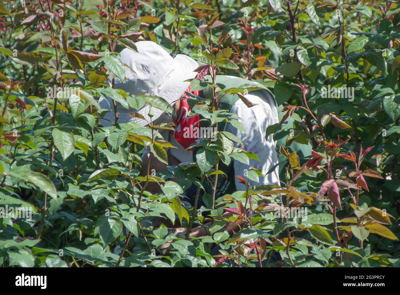 Roses Tended to by Gardner Stock Photo