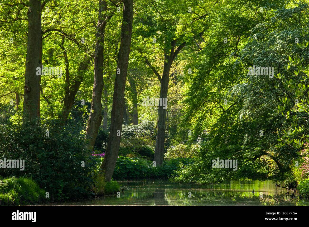 Pond, trees and green grass in a public park Stock Photo - Alamy