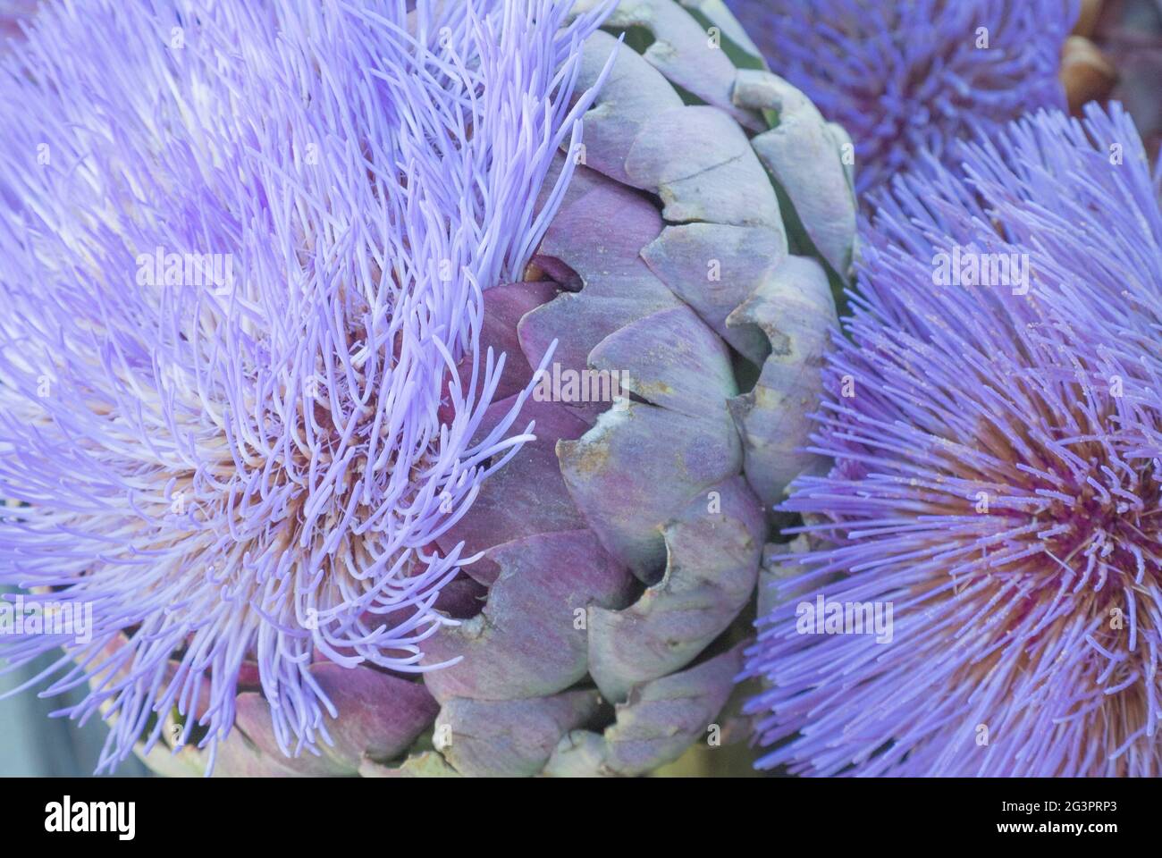 Artichoke Head with Flower in Bloom Stock Photo