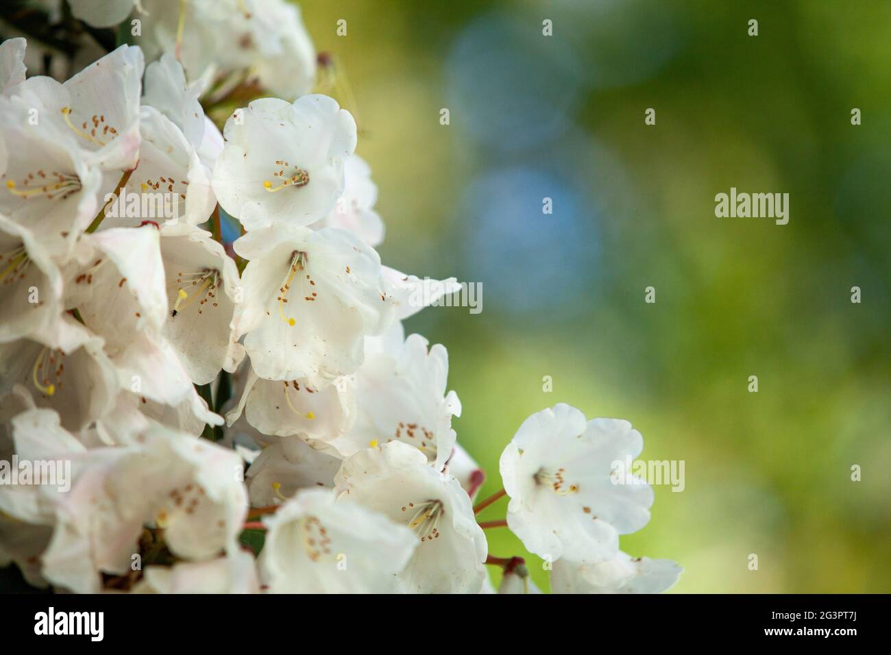 Abstract background of blooming rhododendron of white color. Stock Photo