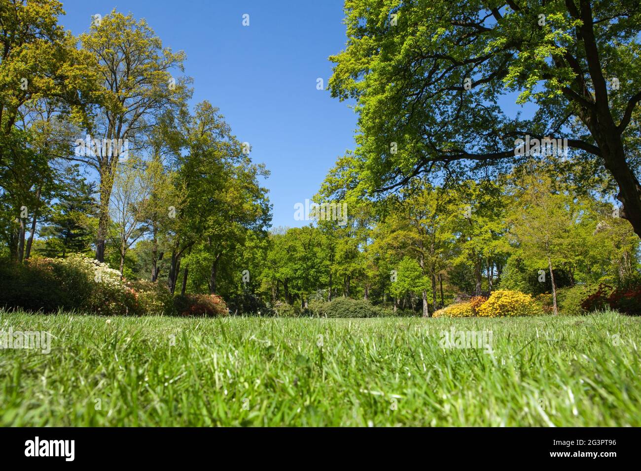 Green grass, trees and lawn in a public park Stock Photo - Alamy