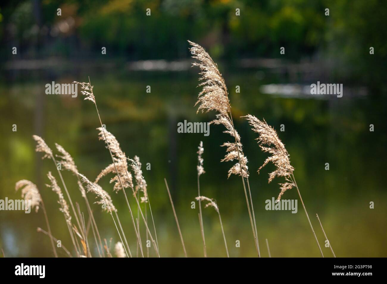 Pond, trees and green grass in a public park Stock Photo - Alamy