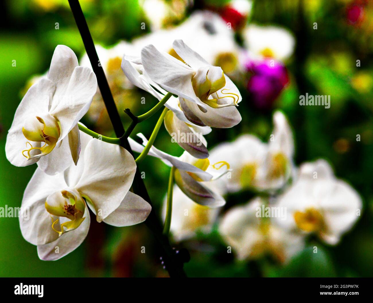 Orchid flower trees nature Stock Photo