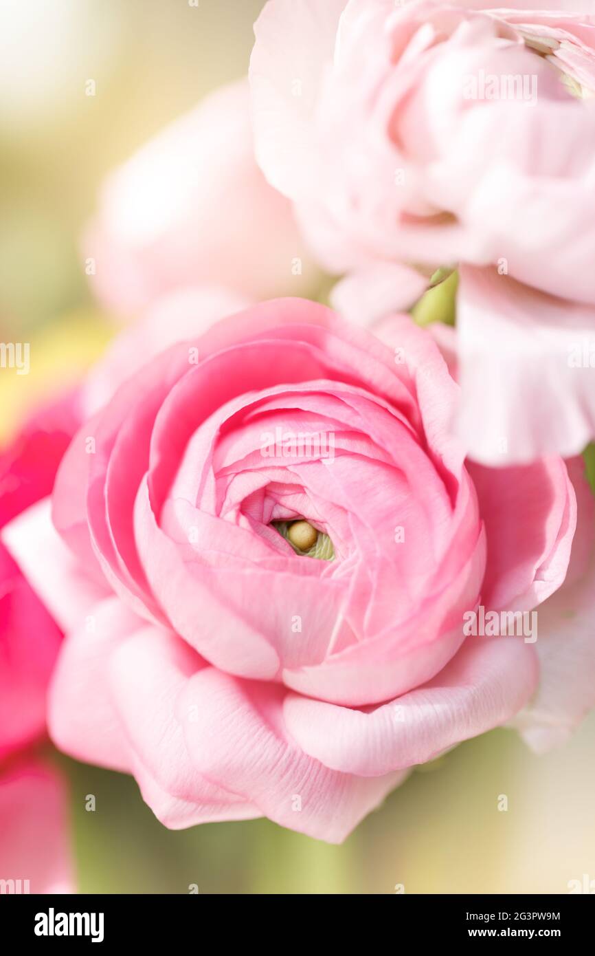 Ranunculus flowers close up Stock Photo