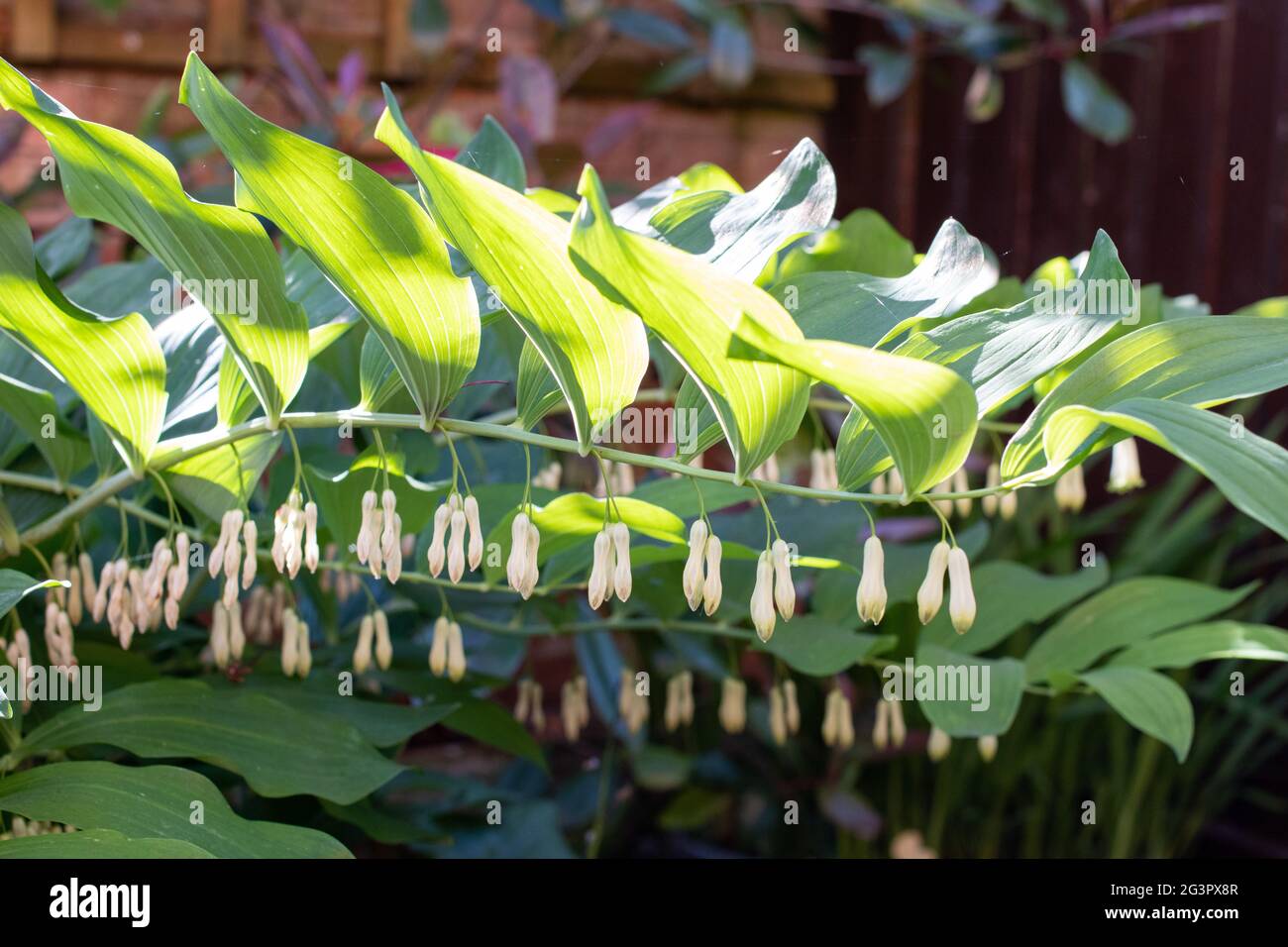 Solomon's Seal plants growing in a garden in Lincoln, England, UK Stock