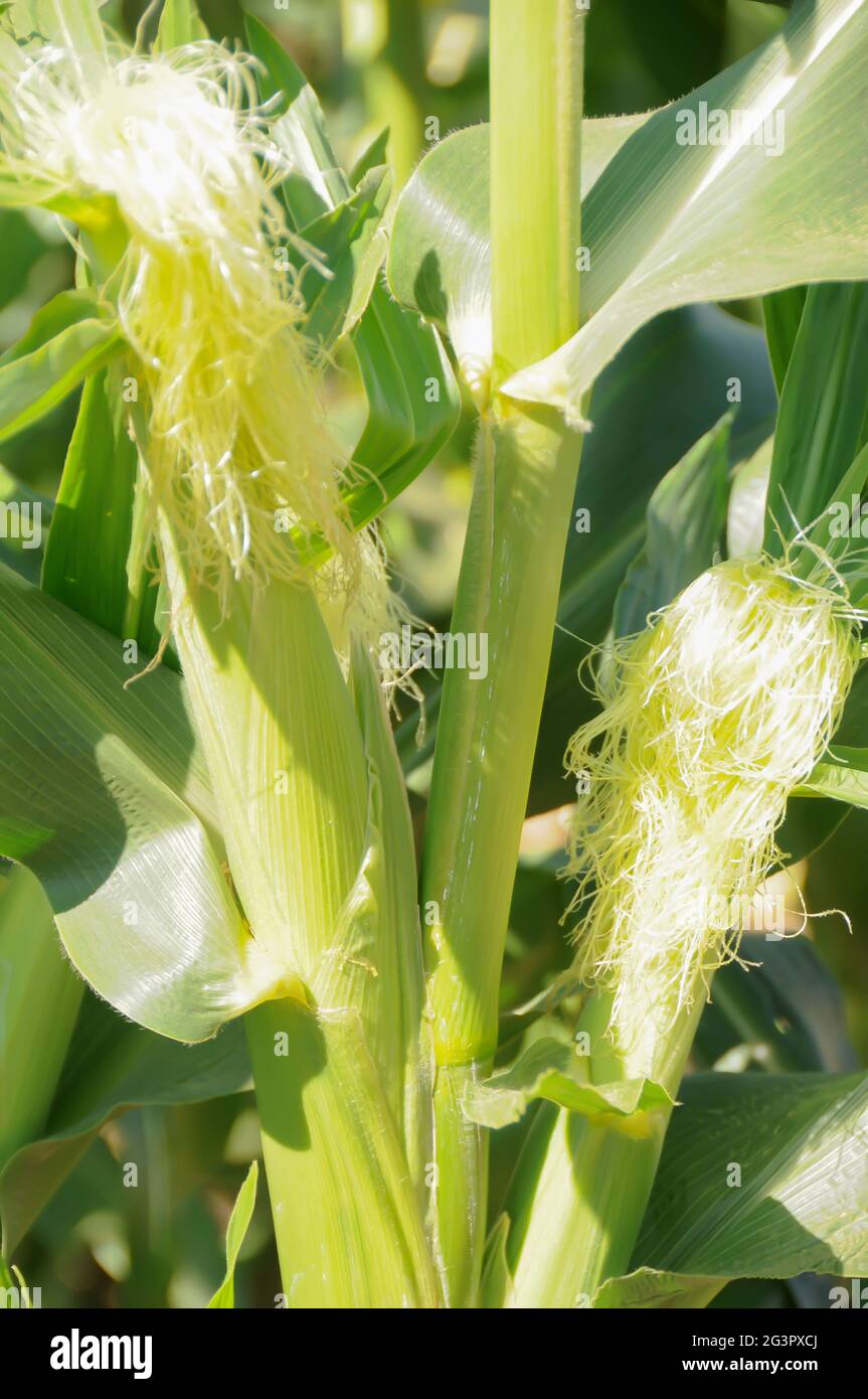 Corn Growing on Stalk Stock Photo Alamy