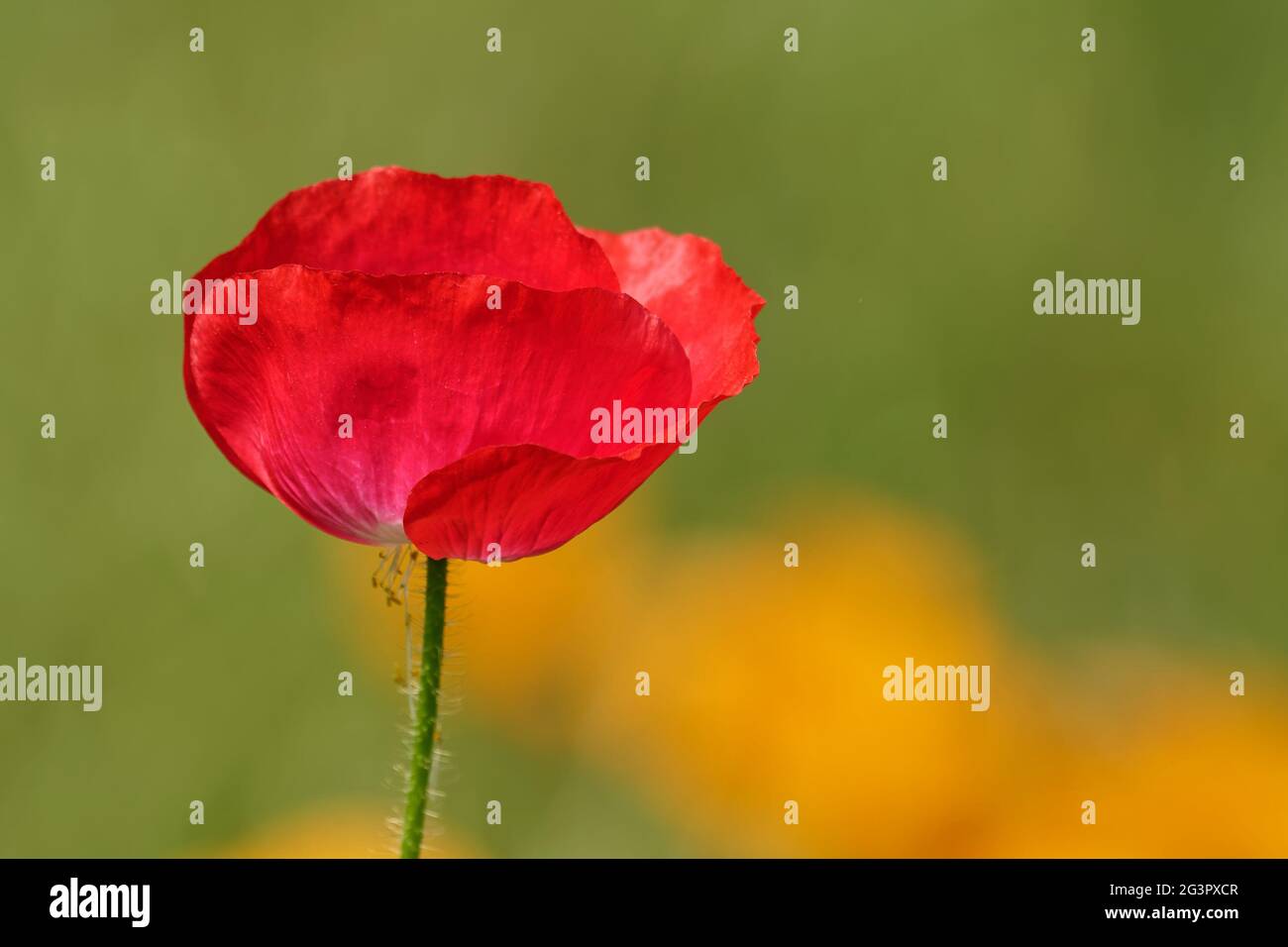 Garden corner poppies hi-res stock photography and images - Alamy