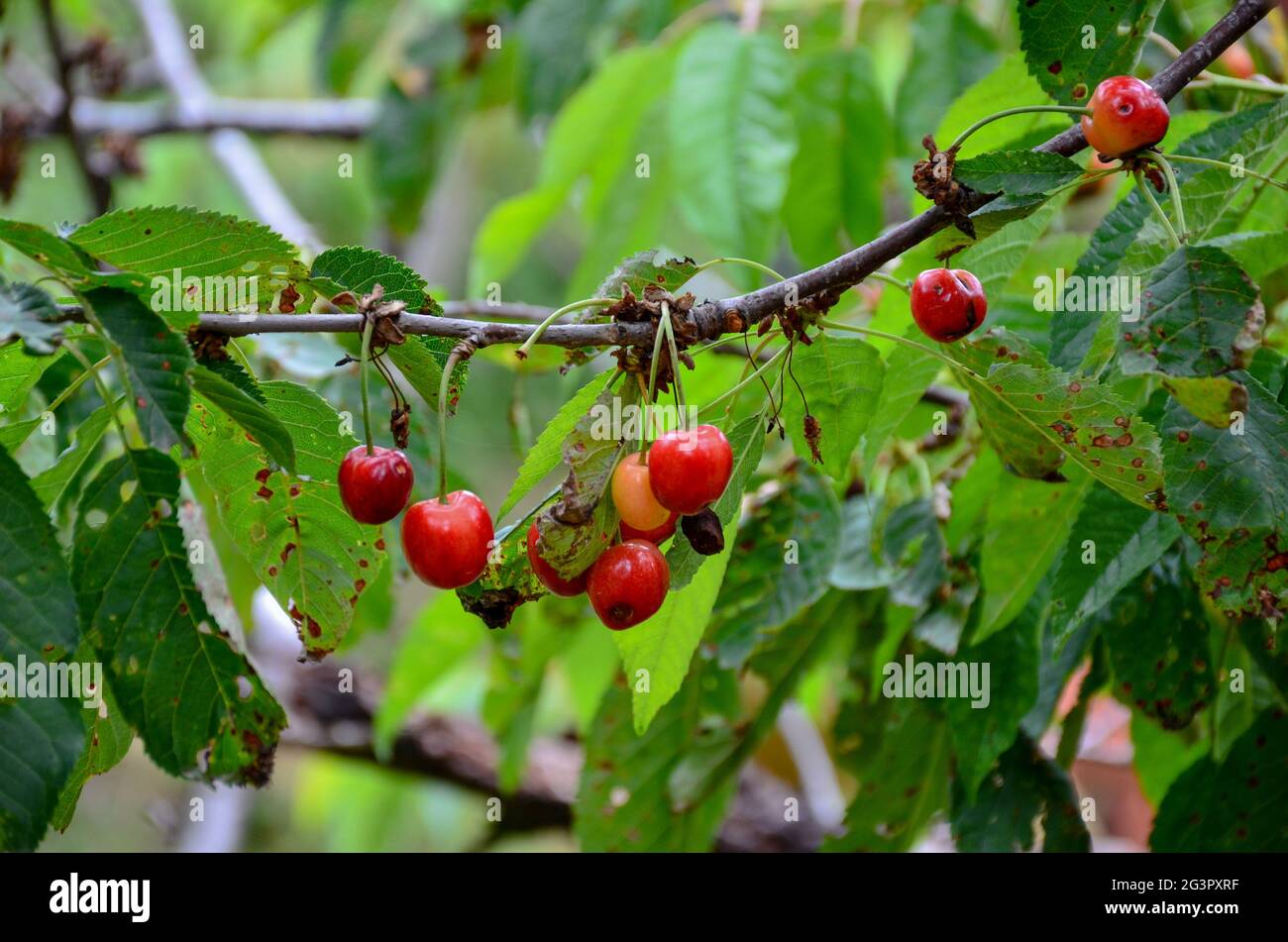 Cherry tree india hires stock photography and images Alamy