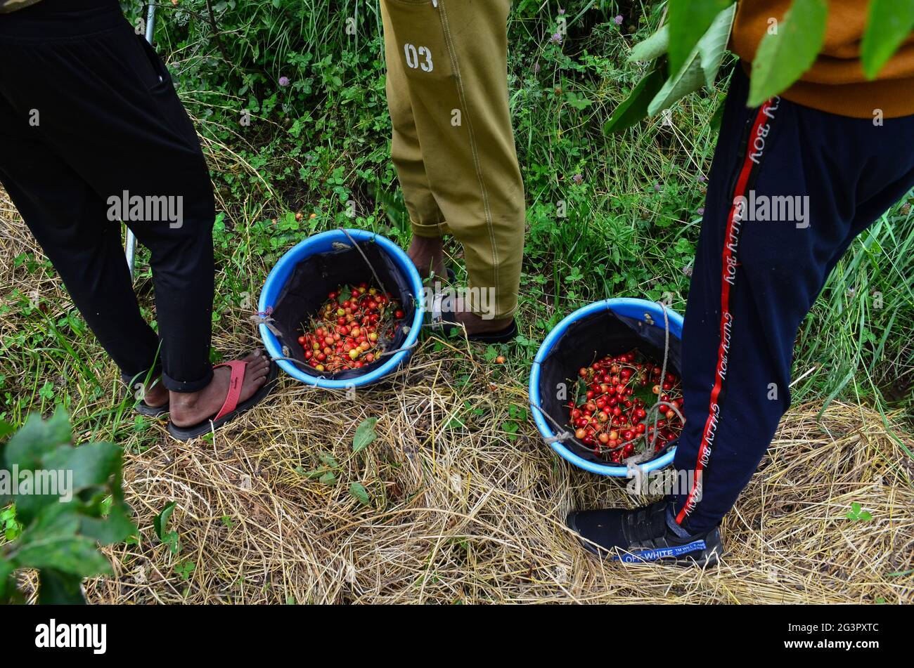 Kashmiri cherries hires stock photography and images Alamy