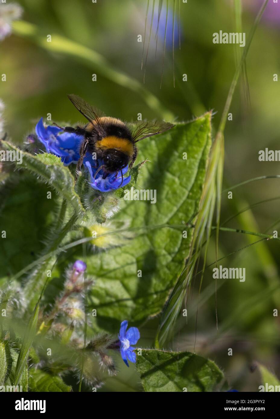 During summer in a southern England coastal garden a worker buff-tailed bumblebee lands on flower. Bees pollinated 75% of flowers, 35% crops Stock Photo