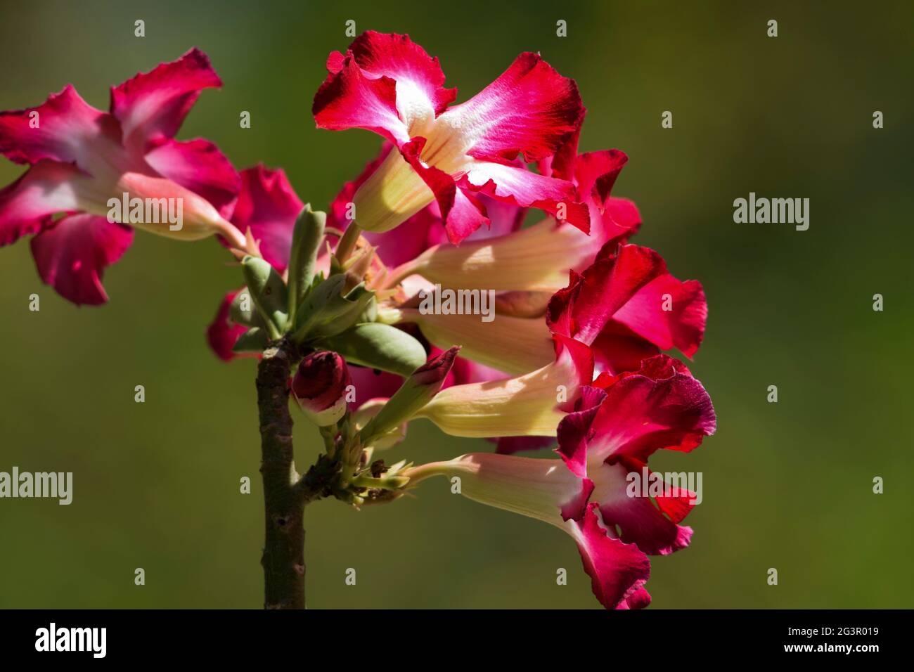 Beautiful Ornamental flowering bonsai plant Adenium also known as Desert rose or Japanese frangipani. Dark bright pink shaded with white trumbet tue s Stock Photo