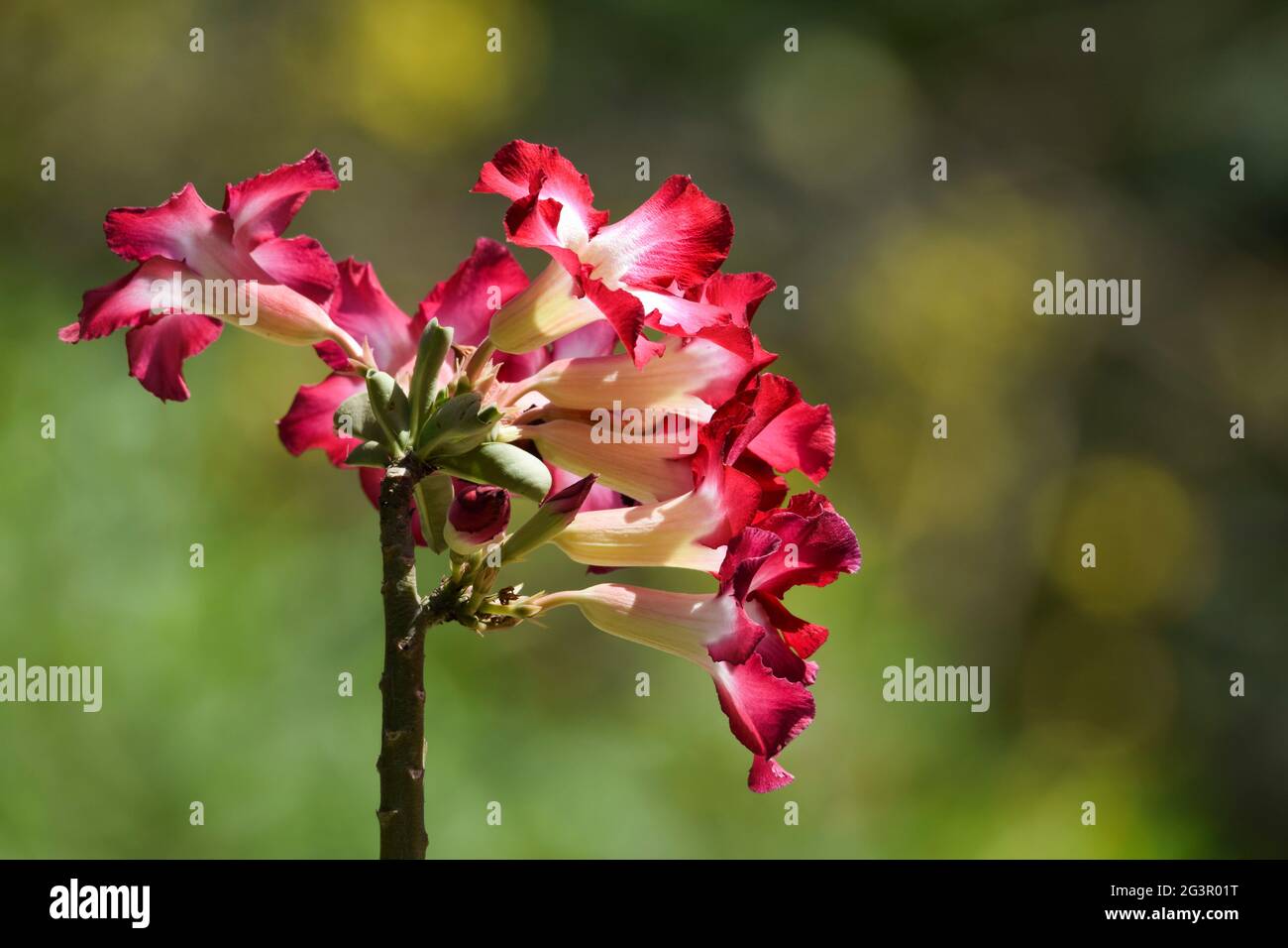 Beautiful Ornamental flowering bonsai plant Adenium also known as Desert rose or Japanese frangipani. Dark bright pink shaded with white trumbet tue s Stock Photo