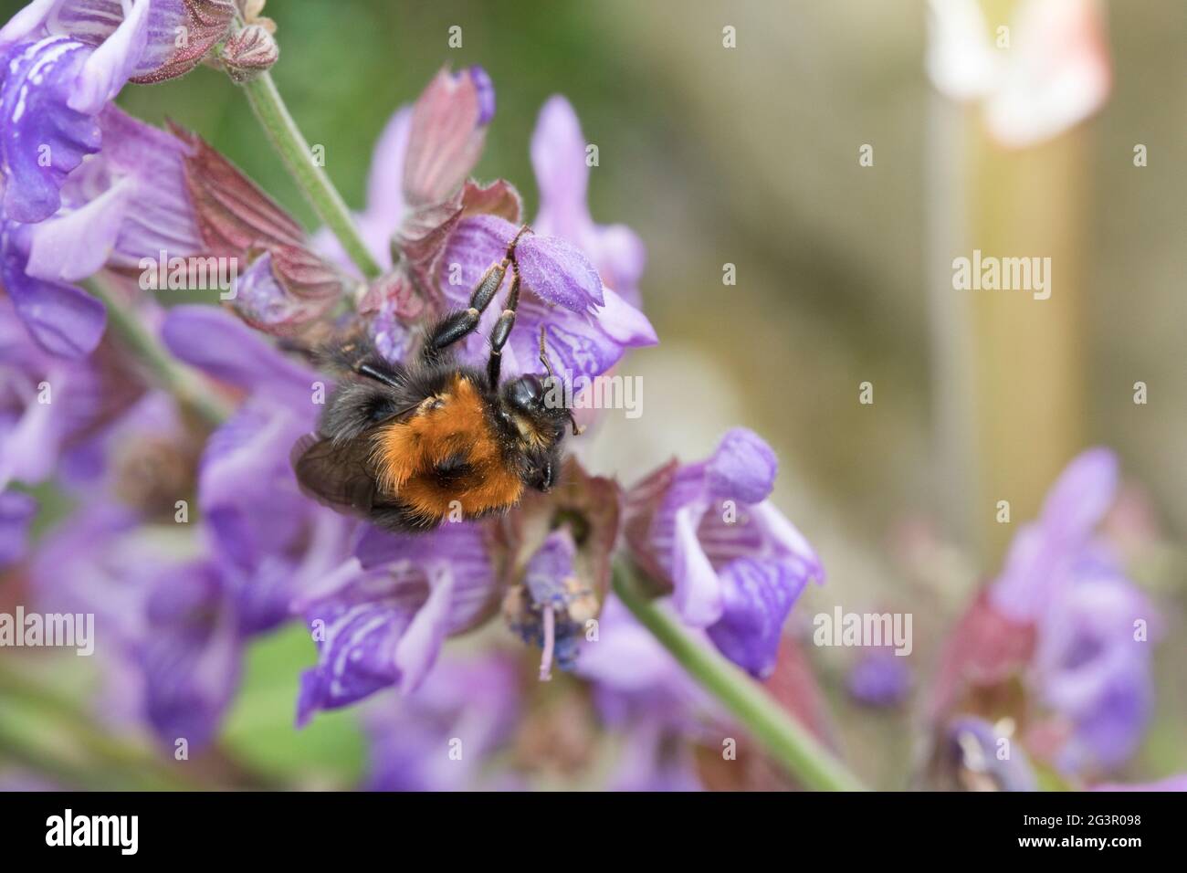 Tree Bumblebee (bombus hypnorum) on sage flowers in a garden in June, North Yorkshire, England, United Kingdom Stock Photo