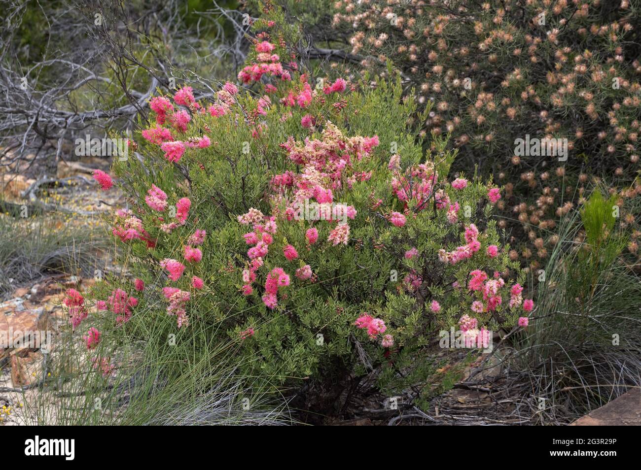 Wiry honey myrtle bush Â– Endemic wild flower in Western Australia at Kalbarri region Stock Photo