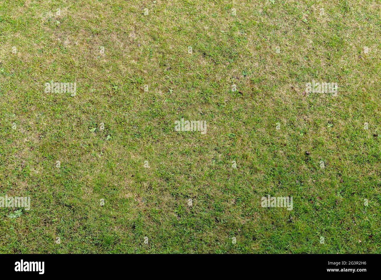 Green grass, empty meadow surface, top view. Natural background texture Stock Photo